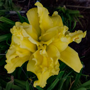 Ruffles of Sunlight Daylily